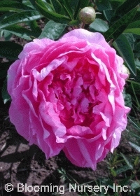 Paeonia 'Double Rose' Paeonia 'Double Rose'